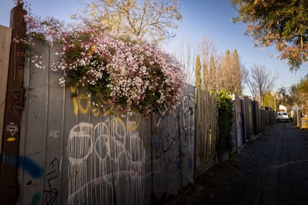 Vista de un callejón en Melbourne con jazmín esparcidos sobre la valla