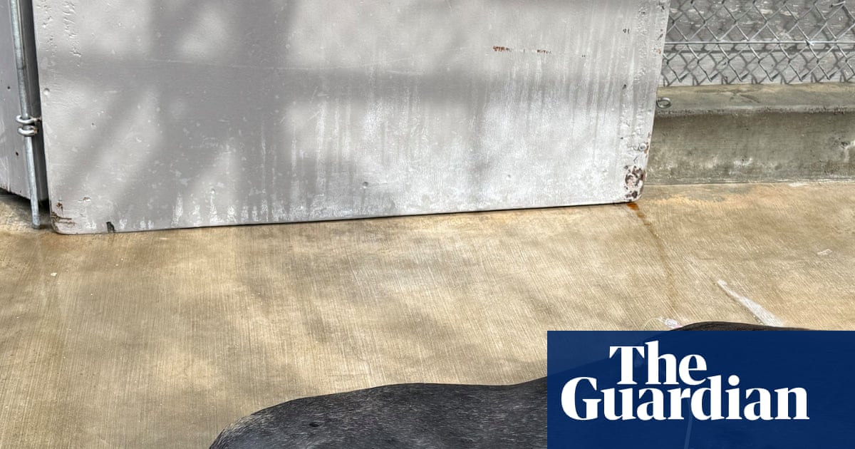 Sea lion recovering in LA after marine center found two bullets in his head