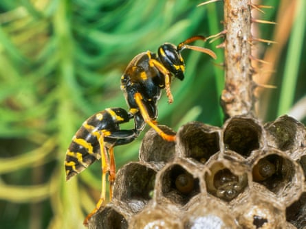 A closeup of a wasp