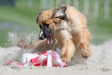 An Afghan Hound strikes a fake rabbit