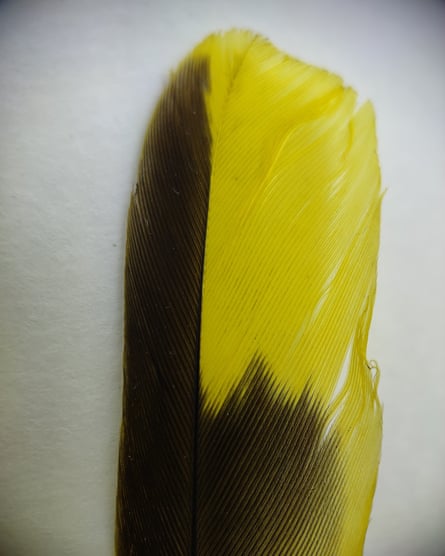 Detail of an Indian golden oriole feather