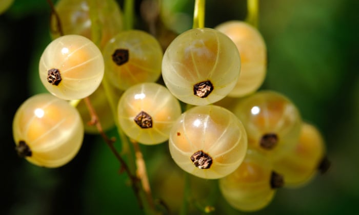 How To Grow The Best Currants Alys Fowler Life And Style The