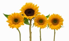 Four sunflowers against white background