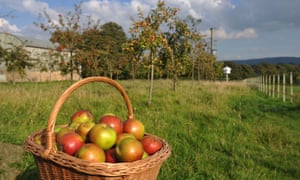 Apples