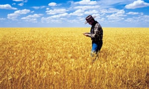 Australian wheat