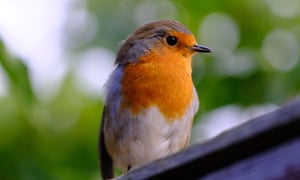 I took this photo of a friendly robin on my back garden. It’s been following my wife and I around for a few weeks and has become a little tame.