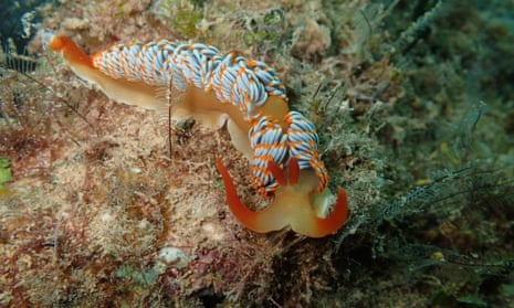 The unnamed species of nudibranch