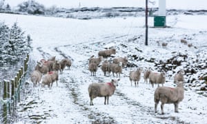 A flock of sheep brave the cold in the Peak District earlier in December.