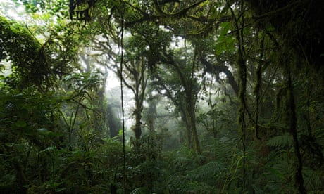 Monteverde Cloud Forest in Costa Rica.