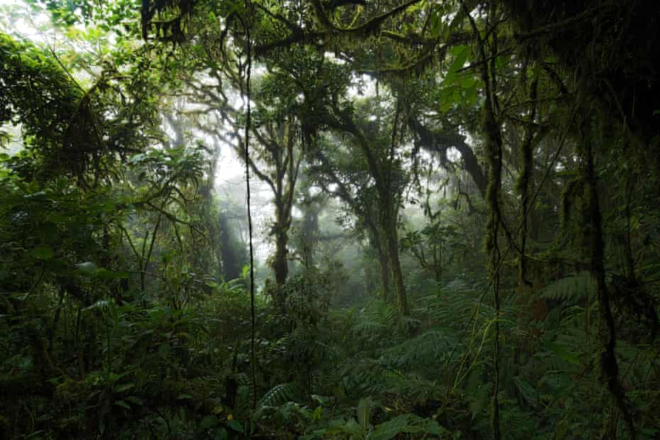 Monteverde Cloud Forest in Costa Rica.