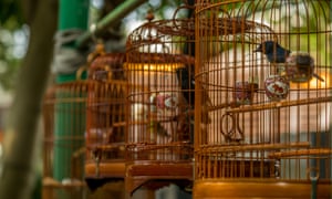 Birds in cages hanging at the Bird Garden and Market in Yuen Po Street, Mong Kok.