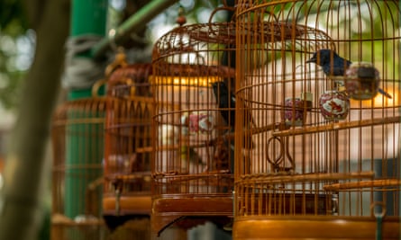 Birds in cages hanging at the Bird Garden and Market in Yuen Po Street, Mong Kok.