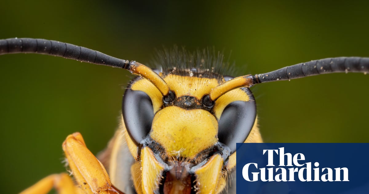 Trump, slightly more popular than wasps, vastly more dangerous than any actual insect.