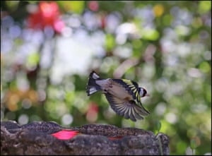 A goldfinch in the garden