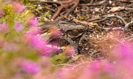 One of the bird found on lowland heathland
Between May and August, the distinctive churring of nightjar may be heard at dusk from mature heath.
https://www.wildlifetrusts.org/habitats/heathland-and-moorland/lowland-heath
2A3HYE3 Colour wildlife photograph of a European Nightjar bird (Caprimulgus europaeus) roosting on ground during day, Poole, Dorset, England, 2019