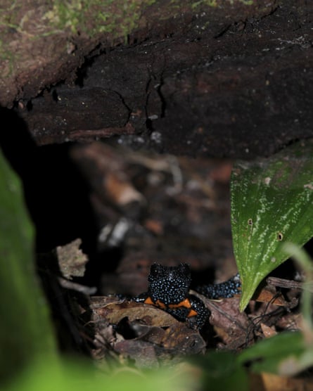 The frog, visible in the distance under a bit of wood, is black with small blue spots