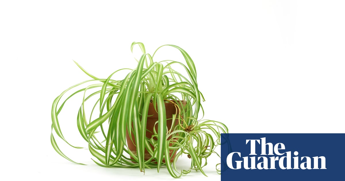 Houseplant of the week: spider plant