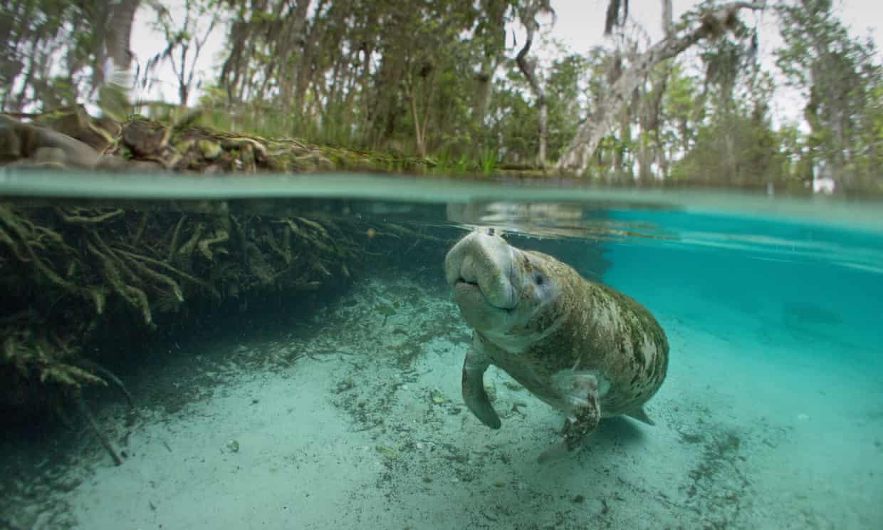 Alarming manatee death toll in Florida prompts calls for endangered status (theguardian.com)