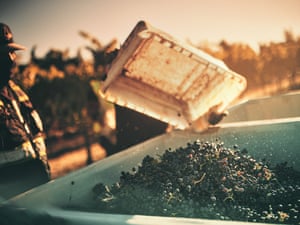 Grapes are emptied into waiting trailers
