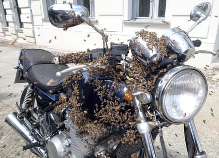 Berlin Kreuzberg, A swarm of bees cluster on a motorcycle.
