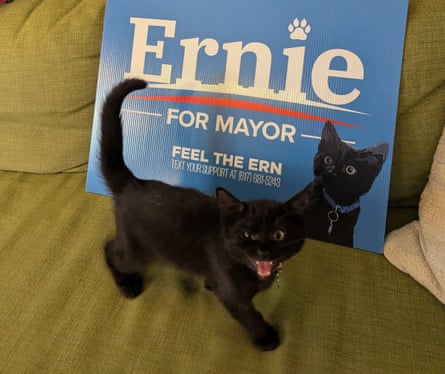 Ernie – a back kitten hissing at the camera.
