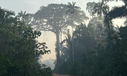 Sumaúma, one of the tallest trees in the Amazon rainforest.