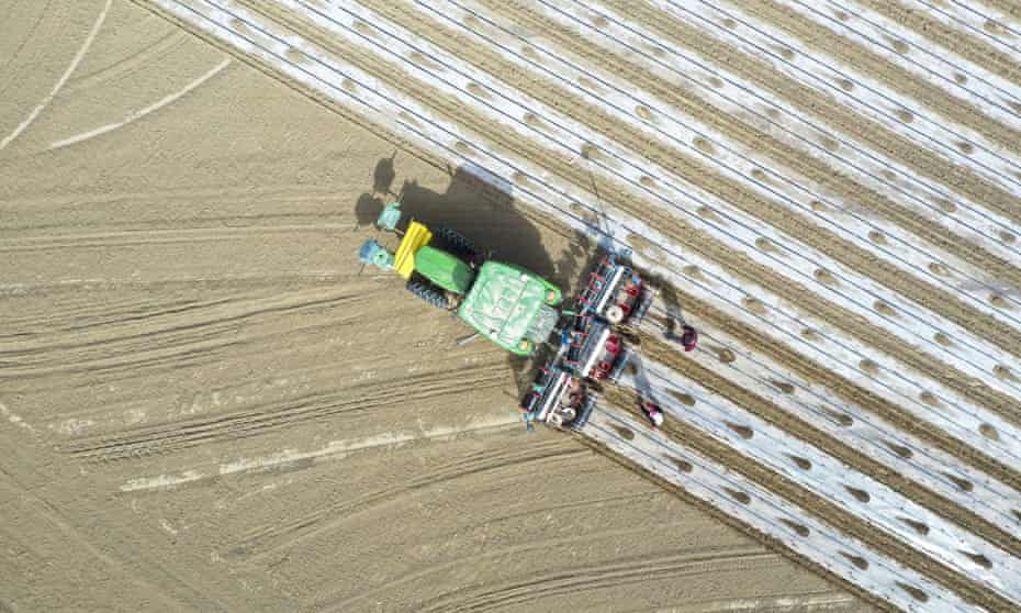 Farmers cover a field with plastic films in Yuli county, Xinjiang Uygur Autonomous Region, northern China.