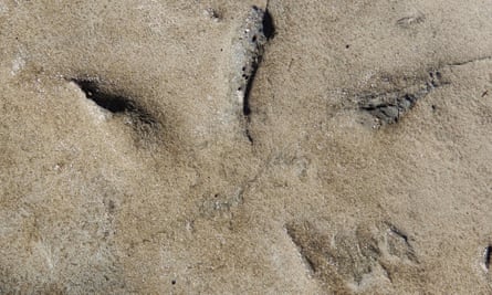 A footprint among the 27 fossilised bird tracks found in Victoria