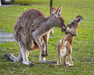Mother and joey eastern grey kangaroos - the mother appears to be telling off her young