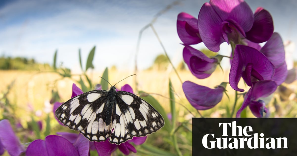 Our wildlife can be saved – but only with political will | Letters | Environment | The Guardian