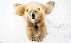 Oldest polar bear in UK dies