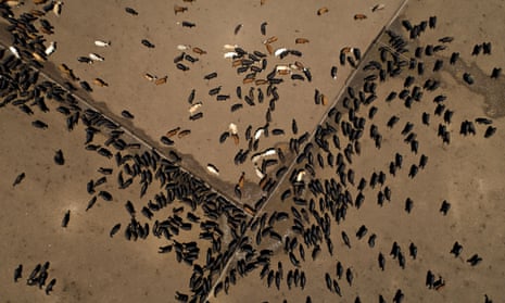 Beef cattle stand at a ranch in this aerial photograph taken above Texas, US.