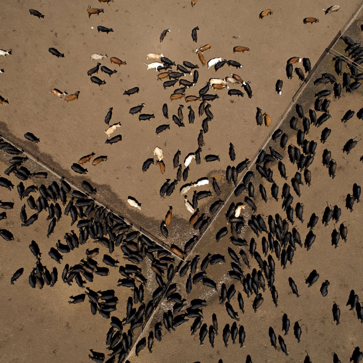 Why Eating Less Meat Is The Best Thing You Can Do For The Planet In 19 Food The Guardian