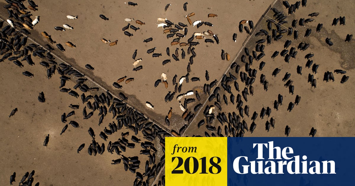 Why Eating Less Meat Is The Best Thing You Can Do For The Planet