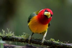 A red-headed barbet (Eubucco bourcierii) perches on a tree in the Cloud Forest of San Antonio, in the rural area of Cali, Colombia.