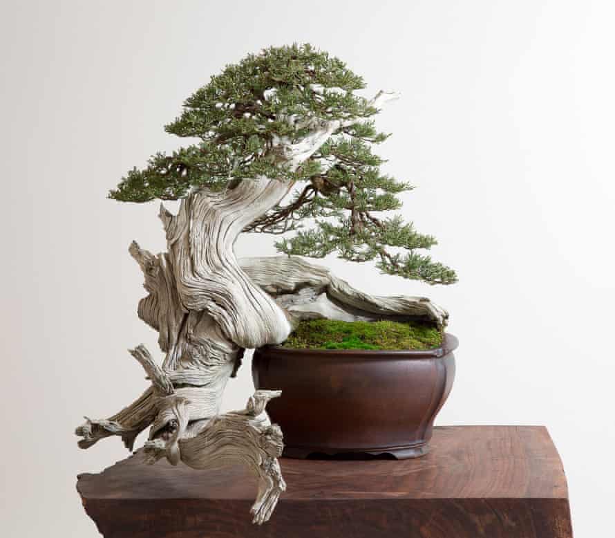 Learning To Grow The American Bonsai Master Who Starved For Knowledge Gardens The Guardian