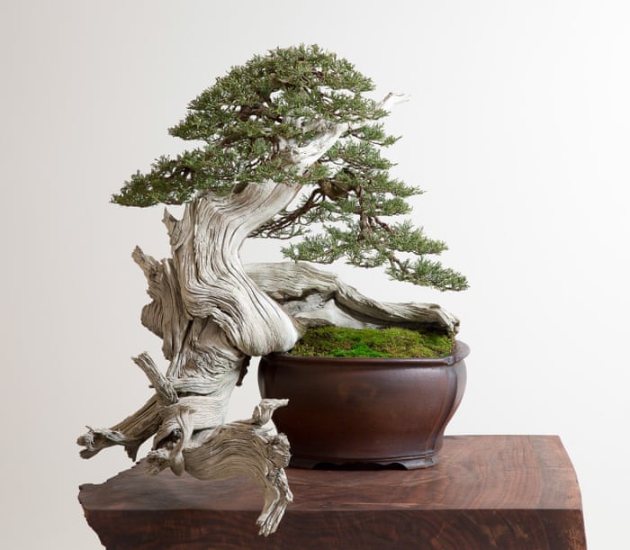Learning To Grow The American Bonsai Master Who Starved For Knowledge Life And Style The Guardian