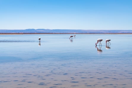 Five flamingos feed in the clear waters of a lagoon.