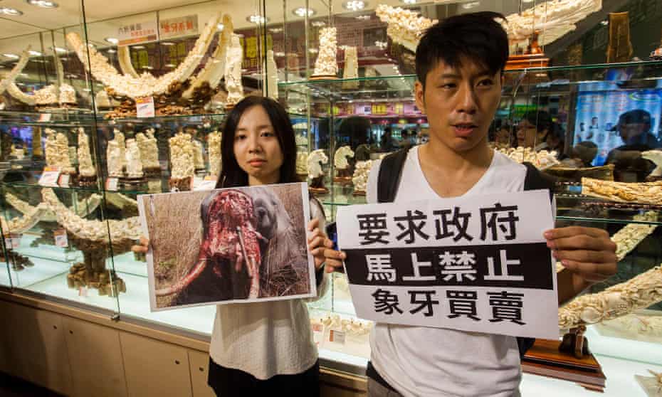 Activists allege Hong Kong’s legal trade in ivory is providing cover for newly poached ivory from illegally killed African elephants to enter the market