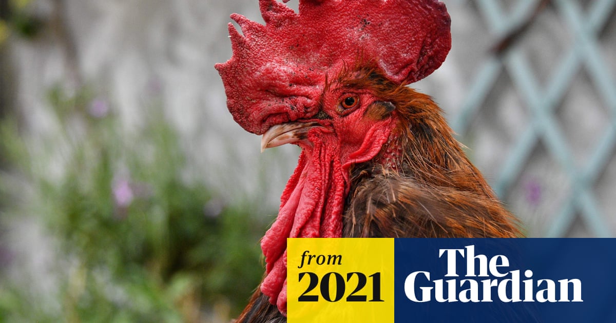 France passes ‘sensory heritage’ law after plight of Maurice the noisy roos France passes ‘sensory heritage’ law after plight of Maurice the noisy roos