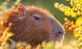 A capybara's face framed by backlit wildflowers