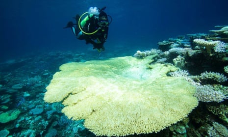 A large table coral is severely bleached at Scott Reef.