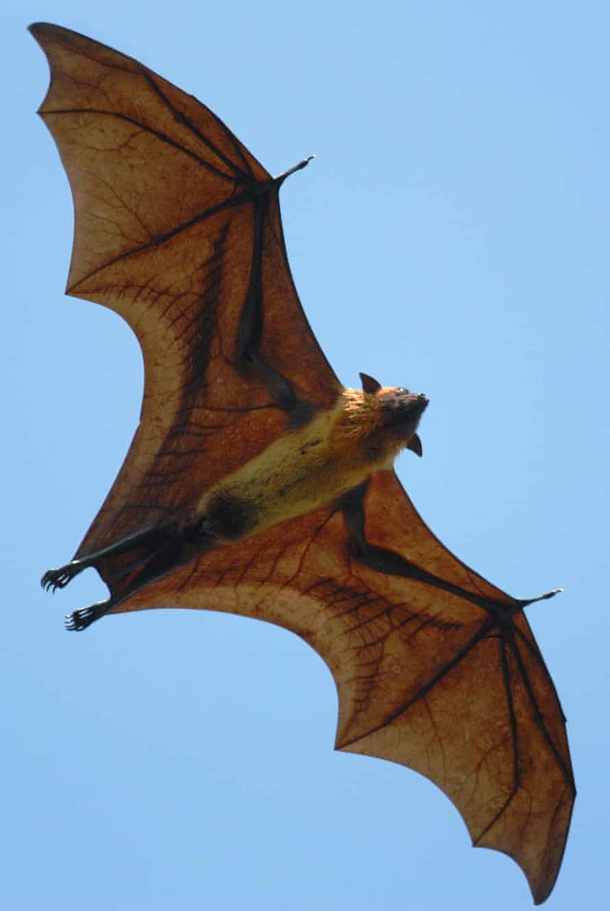 Pterosaur wings were more like those of this flying fox (Pteropus giganteus) from Sri Lanka: membranes stretched between an elongated finger and their legs.