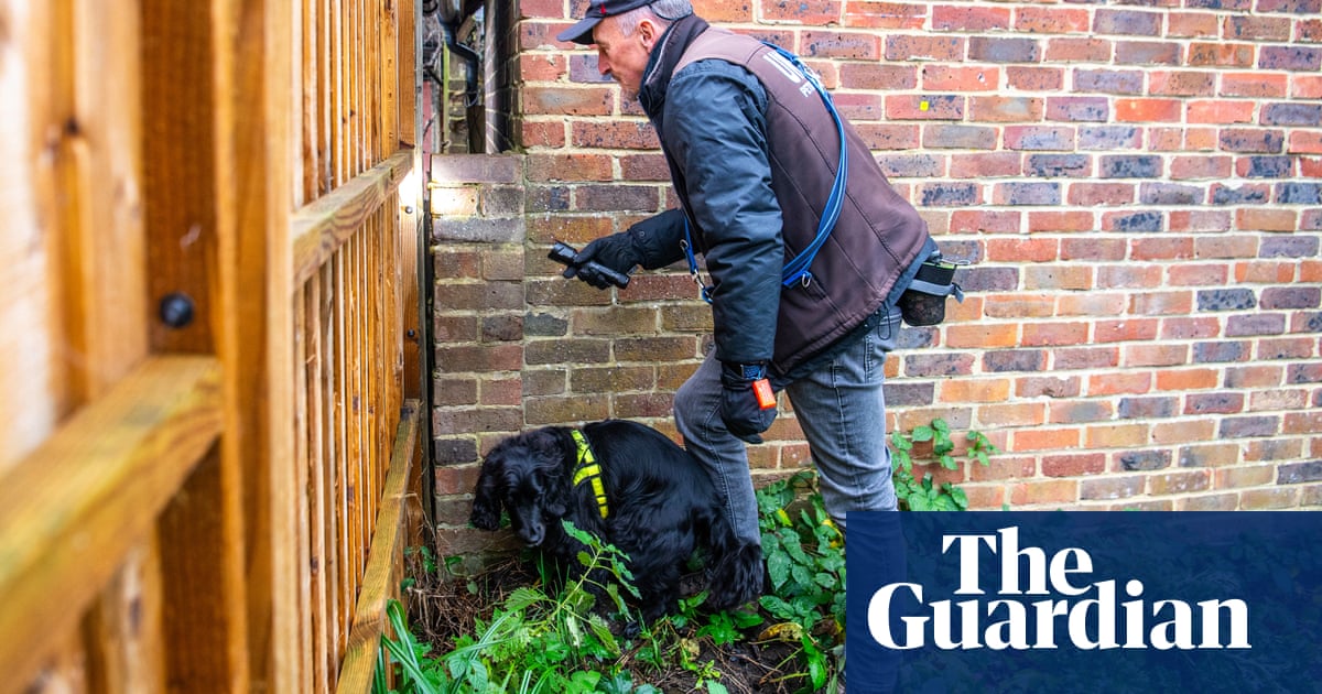 'I could work every day of the week': the life of a UK pet detective as thefts rise
