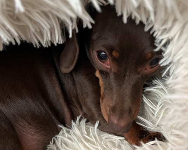Willow curled up in a fluffy blanket or cushion