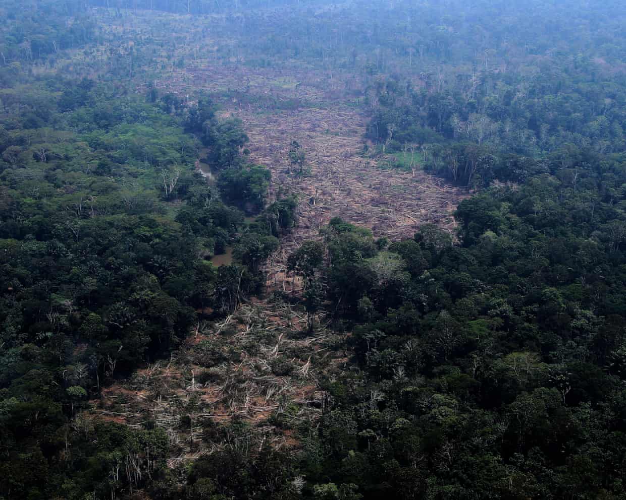 Worst deforestation by state