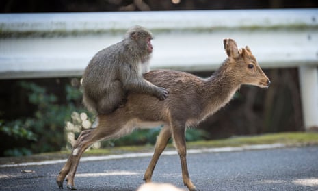 465px x 279px - Snow monkey attempts sex with deer in rare example of interspecies mating |  Animal behaviour | The Guardian