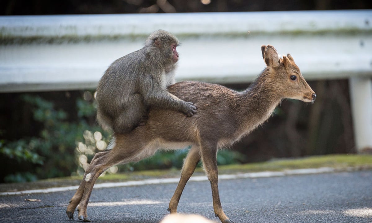 Snow monkey attempts sex with deer in rare example of interspecies mating |  Animal behaviour | The Guardian