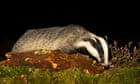 Badgers culled despite two