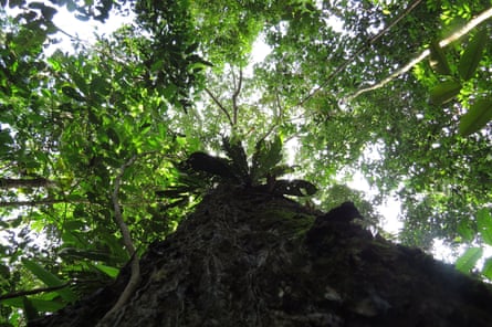 The trunk and part of the canopy of the Brazil nut tree, one of the most dominant tree species in the Amazon.